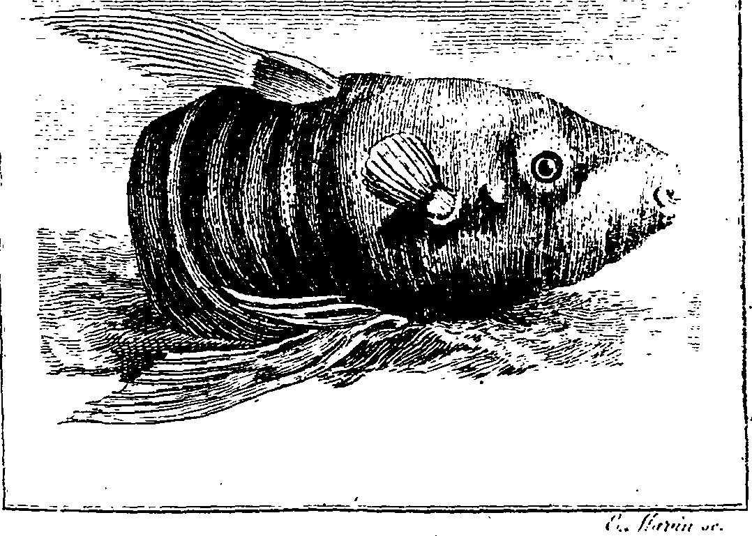 034/034260010602660_0.png