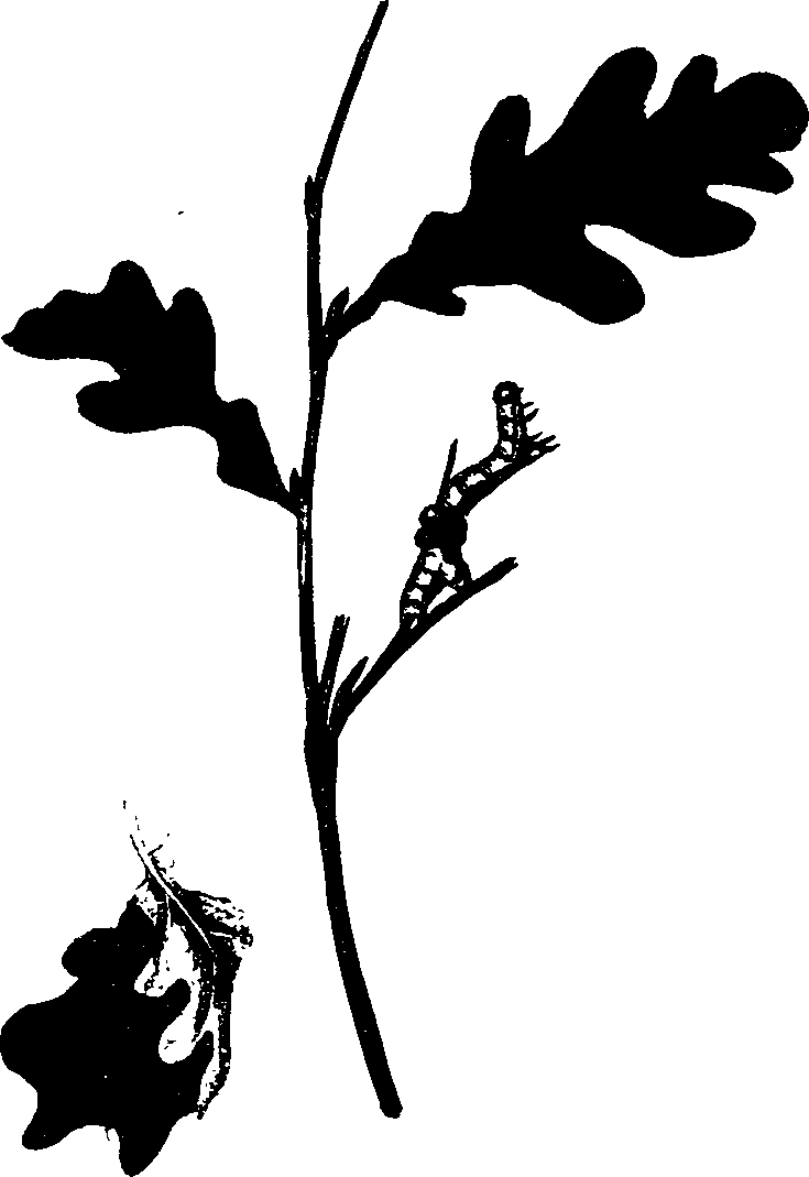 062/062260070300320_0.png