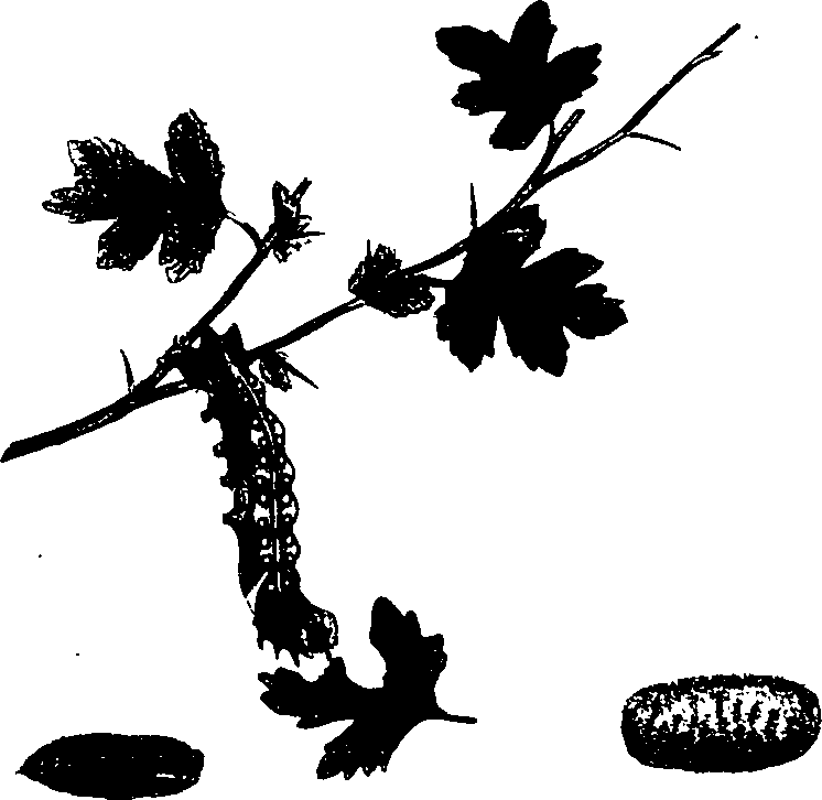 062/062260070500810_0.png