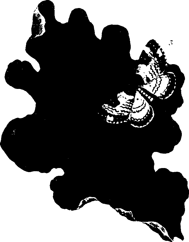 062/062260070600620_0.png