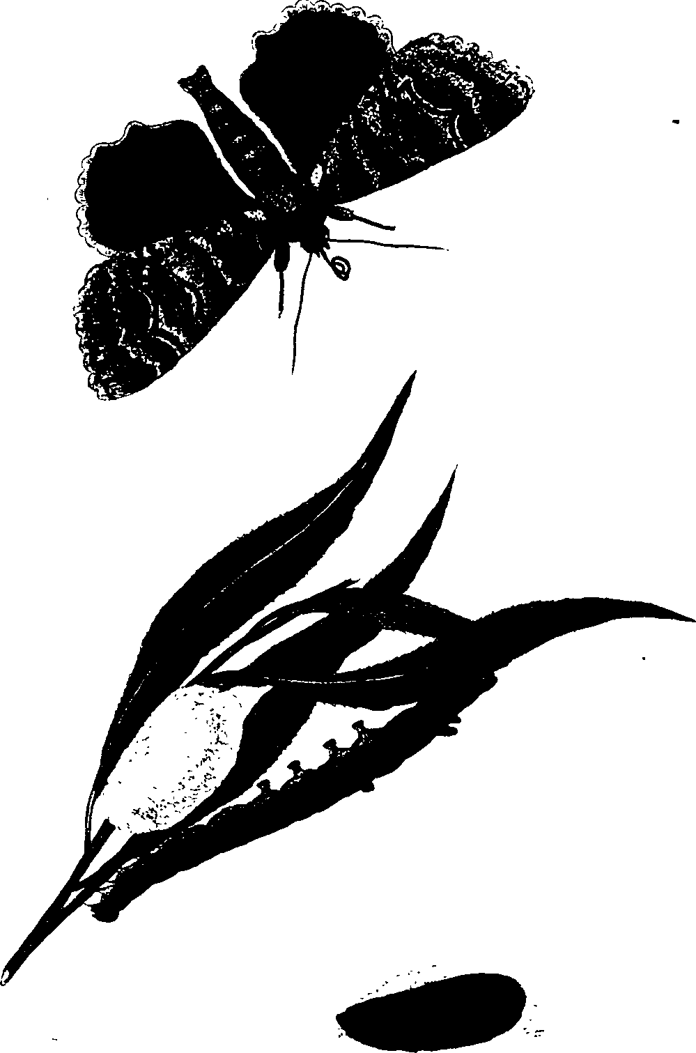 062/062260070700250_0.png