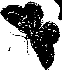 062/062270011000500_1.png