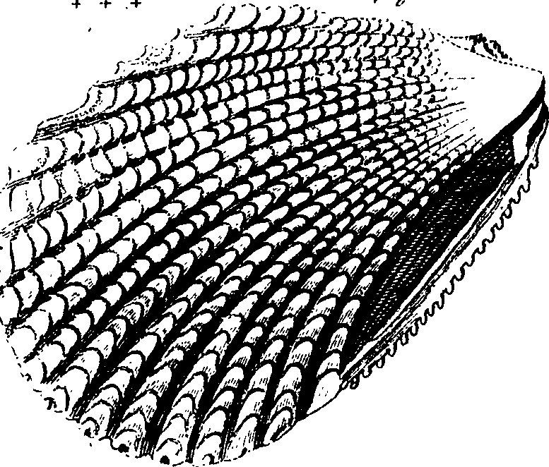 062/062970010000890_1.png