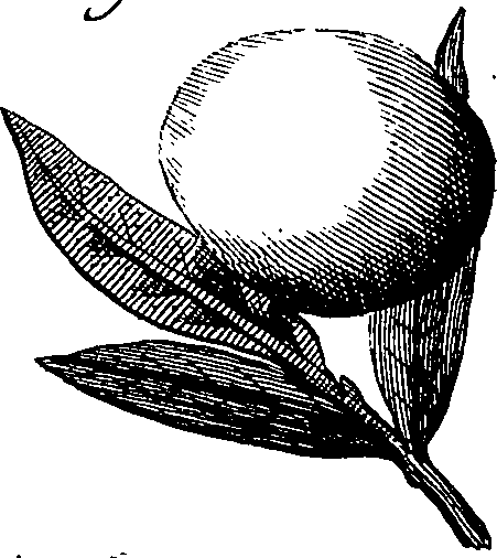 064/064340010100970_3.png