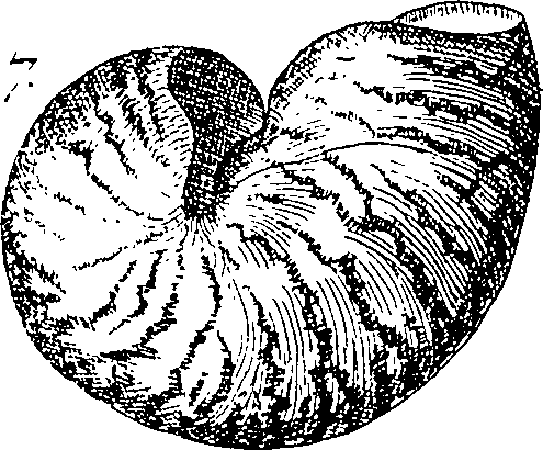 064/064340010101950_2.png
