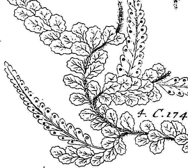 064/064340010201240_0.png