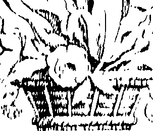 066/066490080000160_0.png