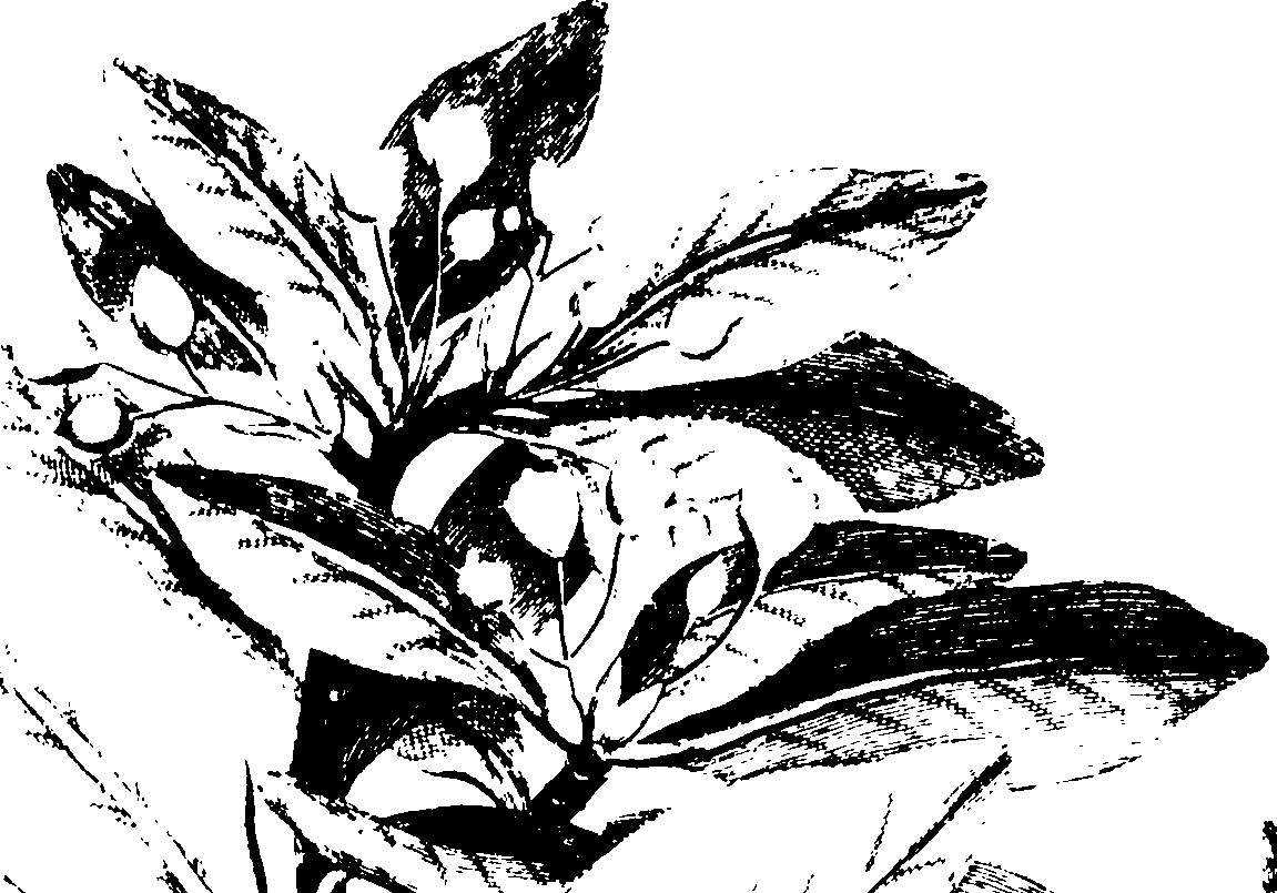 067/067380020004260_1.png