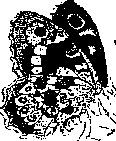 071/071680030001810_0.png