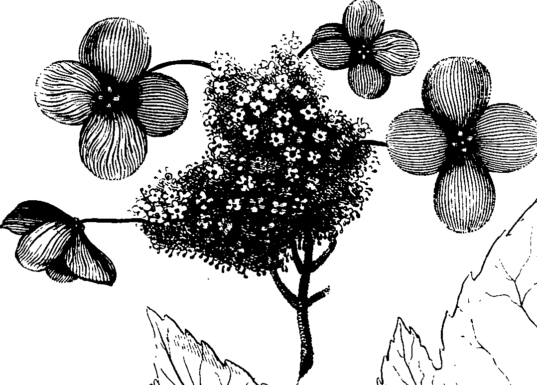 075/075010010004110_0.png