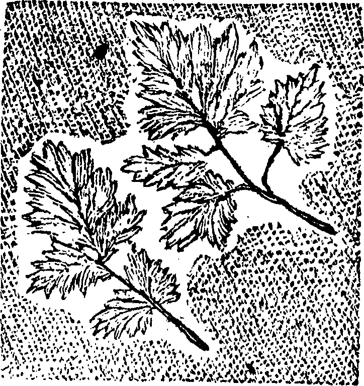 078/078580020204050_0.png