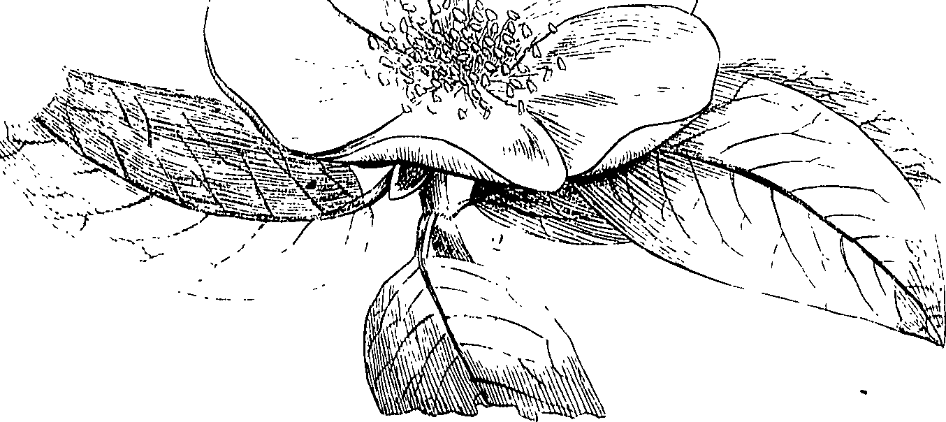 085/085350050000490_0.png