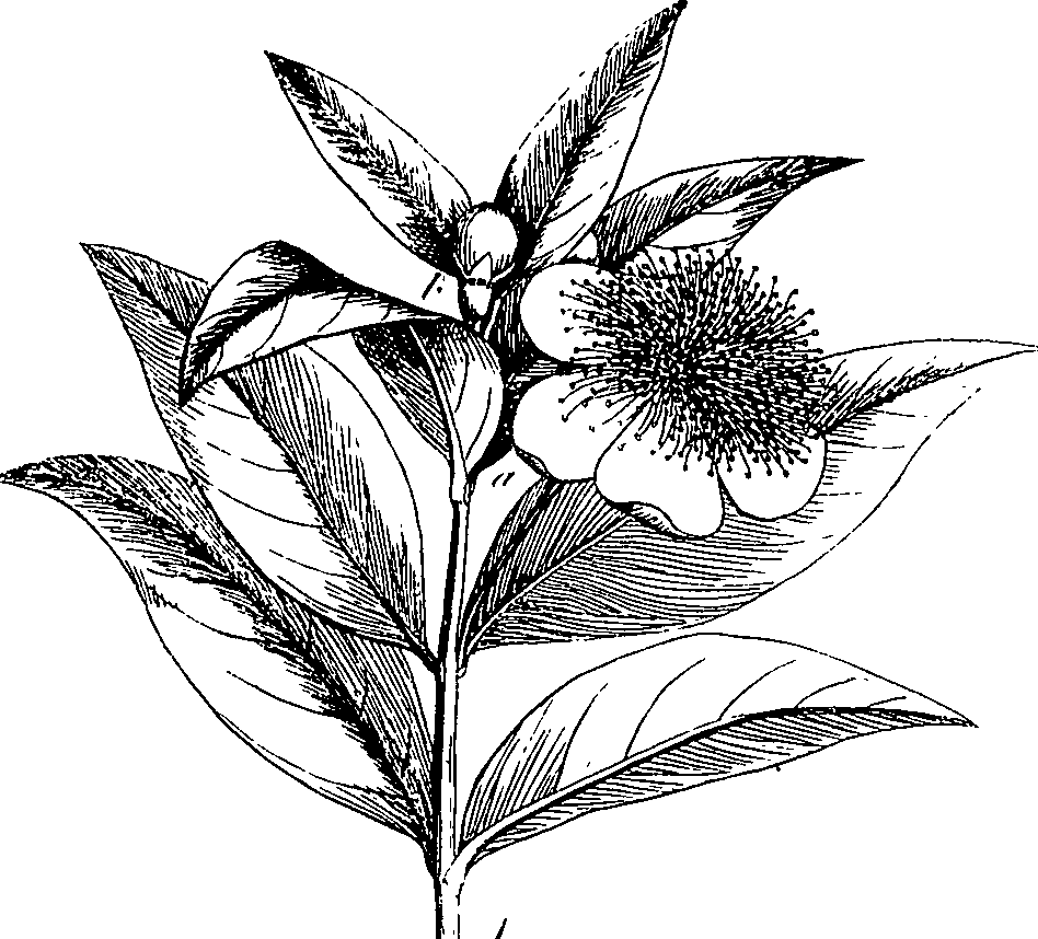 085/085350050000490_2.png