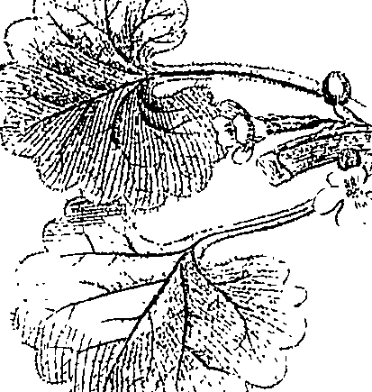 085/085350050000530_1.png