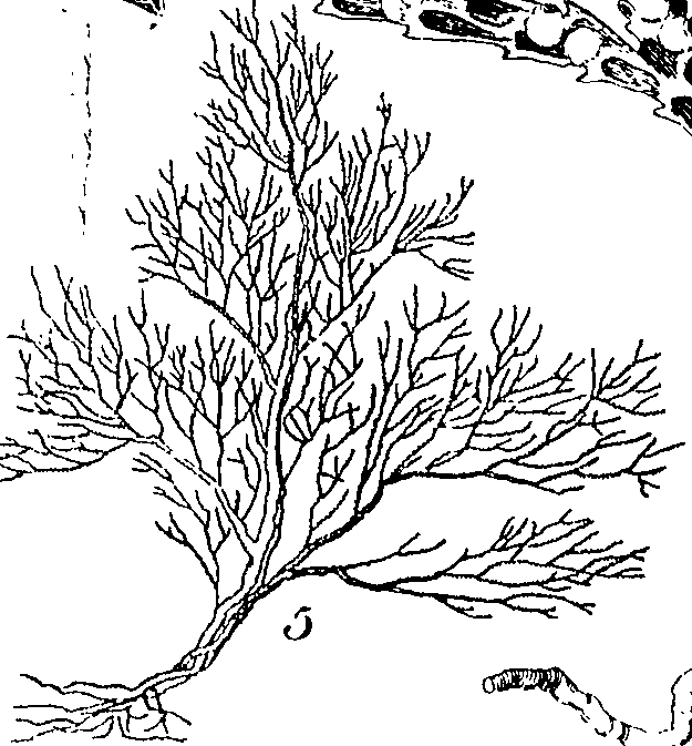 088/088880010106350_0.png