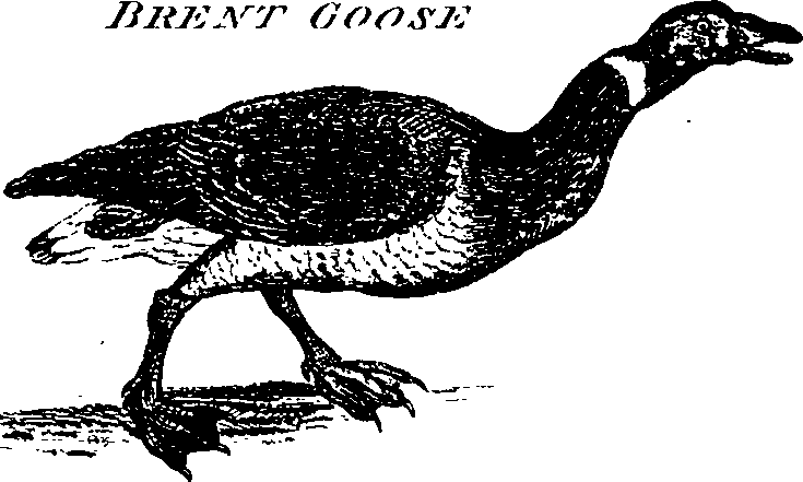 088/088890010304810_1.png