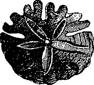 088/088890010305190_1.png