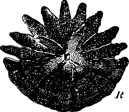 088/088890010305190_2.png