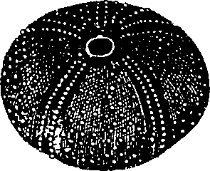 088/088890010305190_5.png
