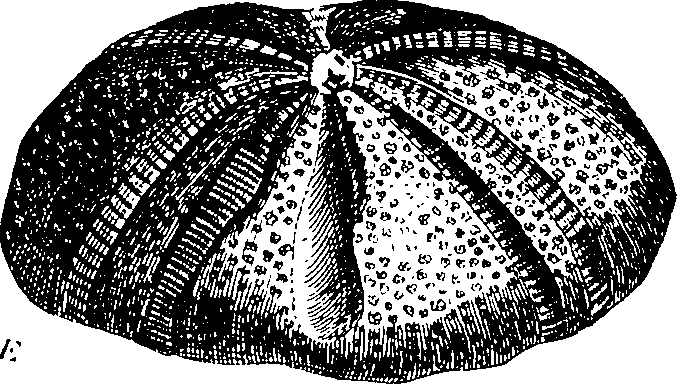 088/088890010305190_6.png