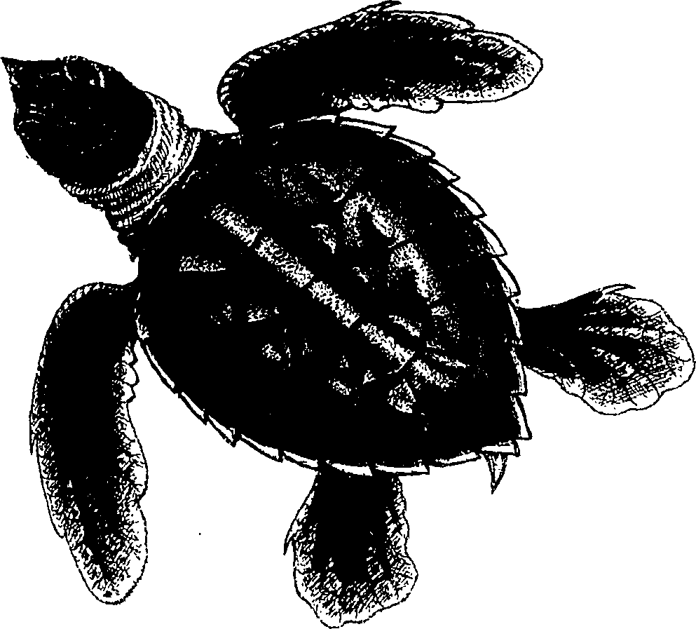 090/090490020004910_2.png