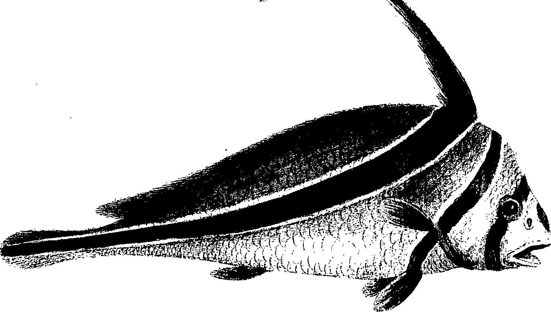090/090490020004990_1.png