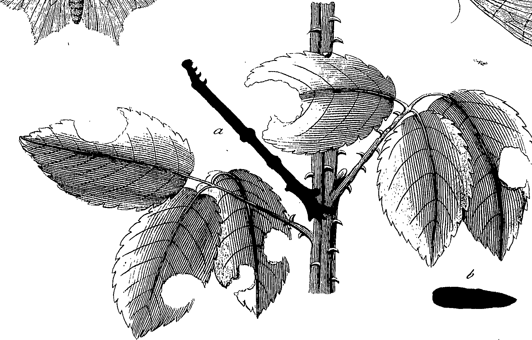 097/097250060002000_0.png