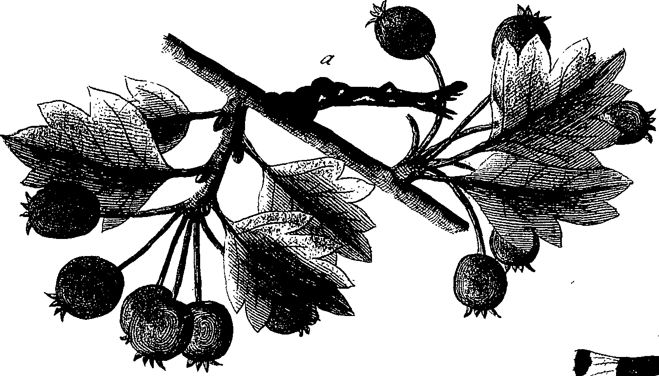 097/097250060002030_1.png