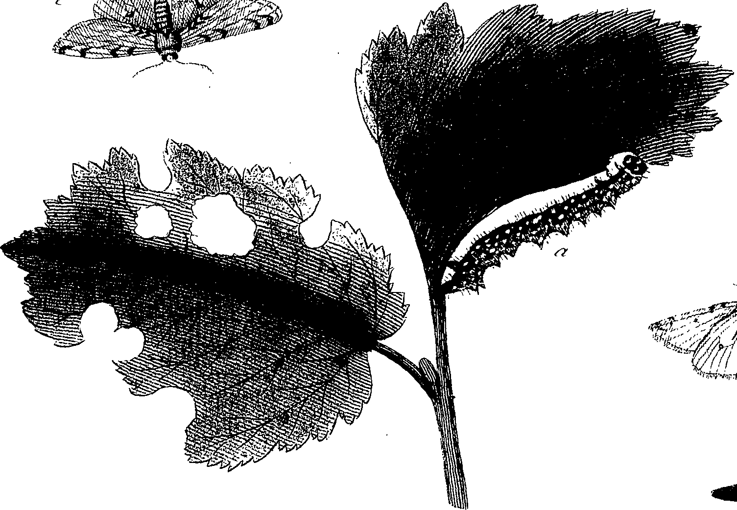 097/097250060002070_1.png