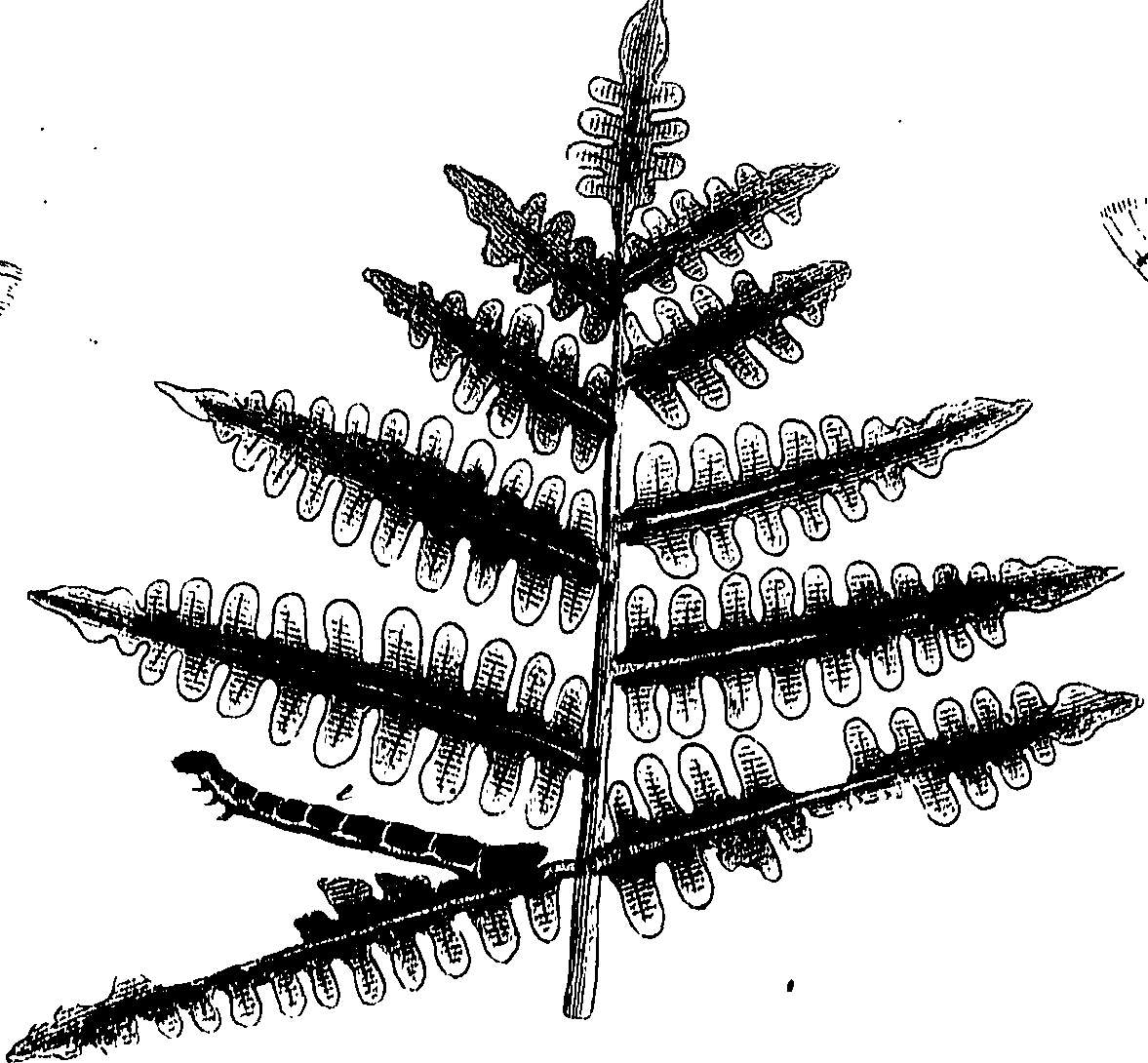 097/097250060002080_0.png