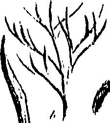 099/099300010201920_0.png