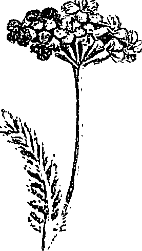 099/099300010202070_0.png