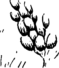 099/099310011100960_0.png