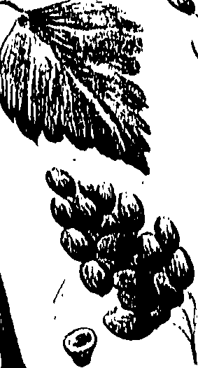 099/099310011100960_1.png