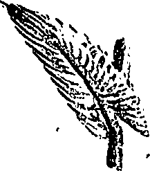 099/099310011101110_0.png