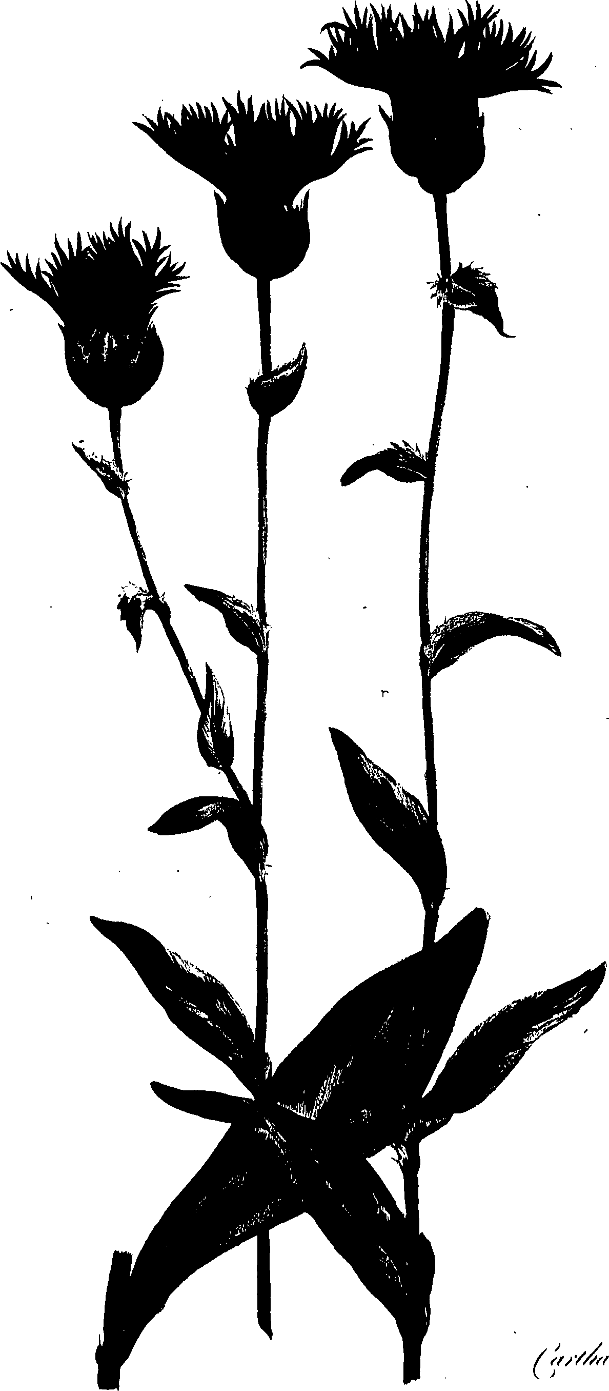 099/099320011300740_0.png