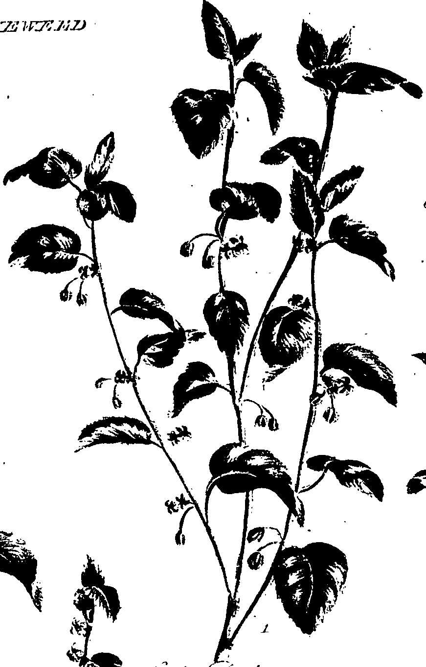 099/099320011500750_0.png