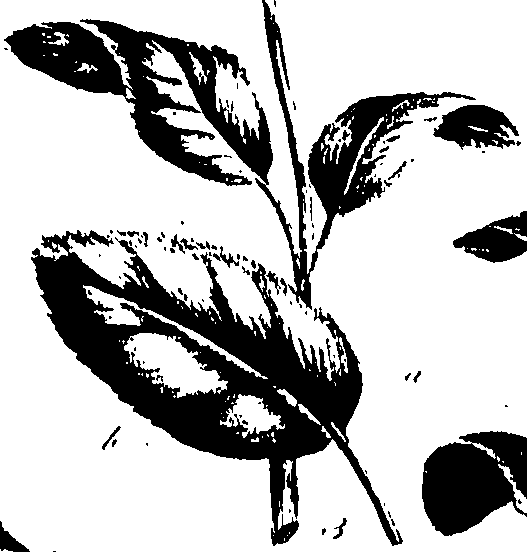 099/099320011500950_0.png