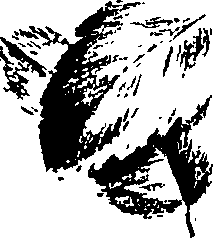 099/099320011501160_1.png