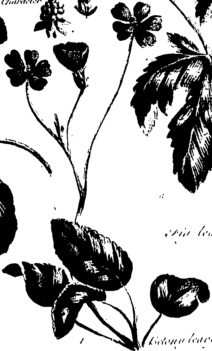 099/099320011501250_0.png