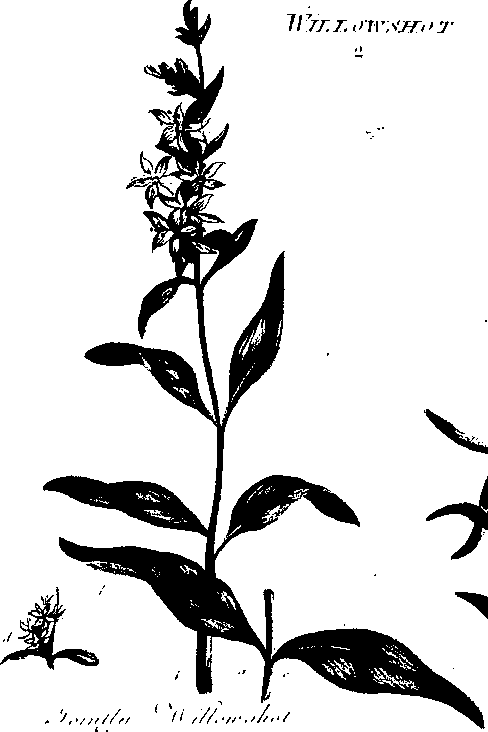 099/099320011600810_0.png