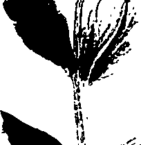 099/099320011701250_0.png