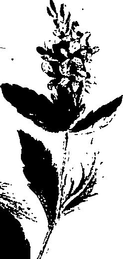 099/099320011701250_1.png