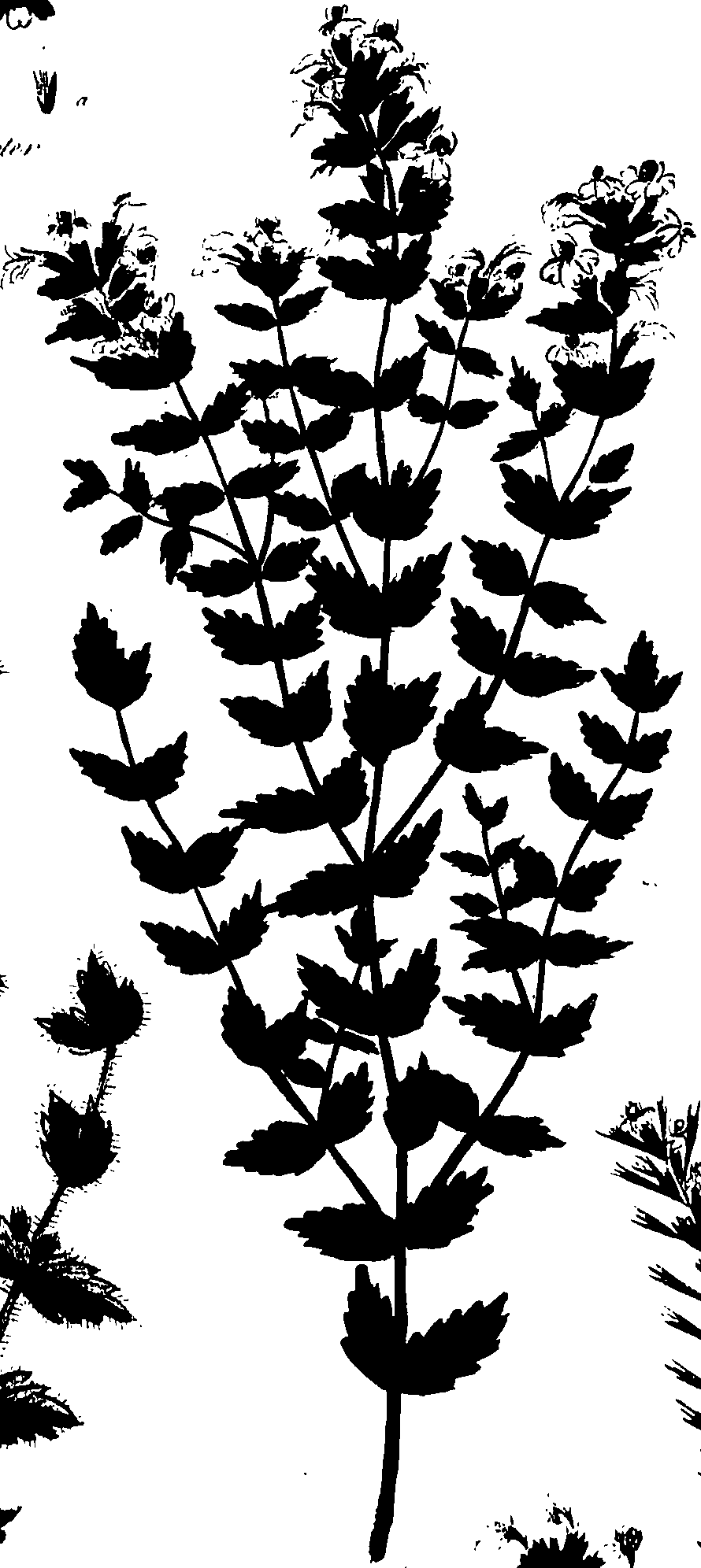 099/099320011900800_1.png