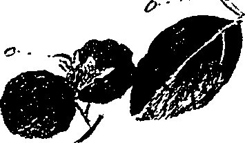 099/099330012100980_0.png