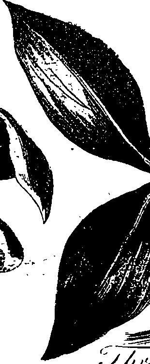 099/099330012601520_0.png