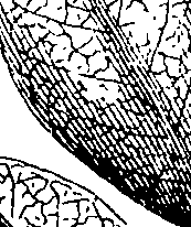 103/103590030002440_0.png