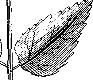 103/103590030002980_1.png