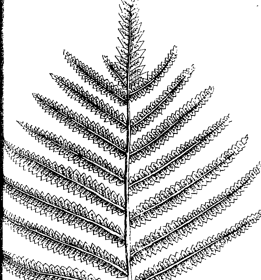 103/103590030003060_1.png