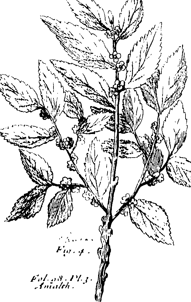 103/103590030003100_1.png